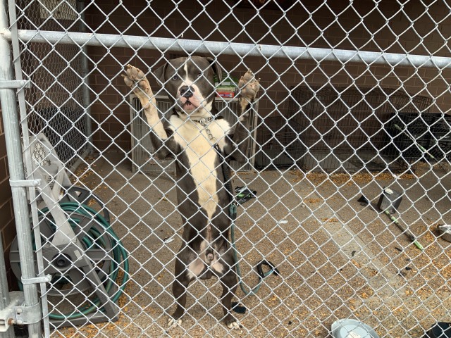 American Pit Bull Terrier at Chicago Animal Care and Control