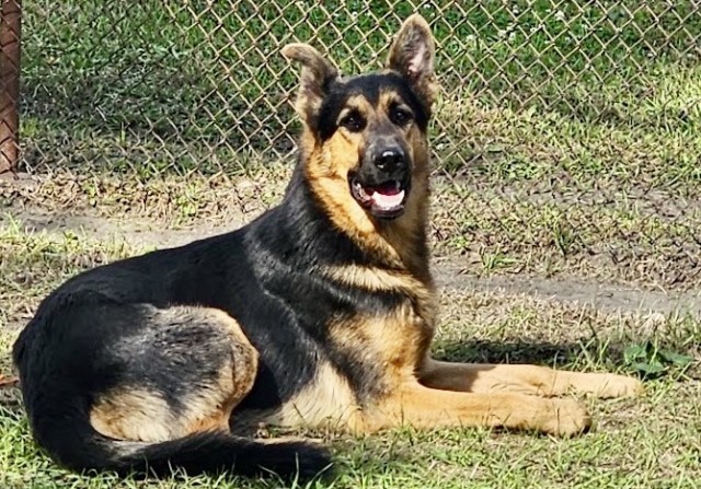 German Shepherd Dog at Chicago Animal Care and Control