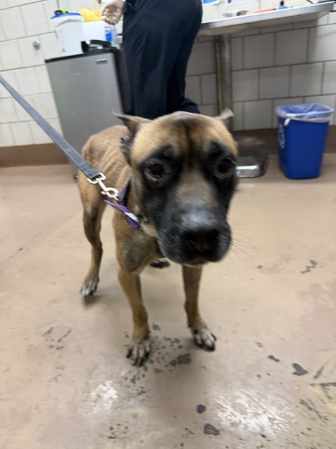 American Pit Bull Terrier at Chicago Animal Care and Control