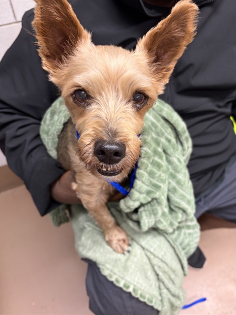 Toby at Chicago Animal Care and Control