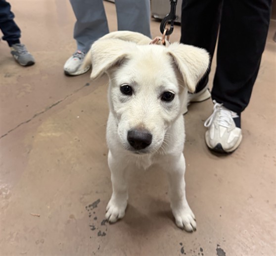 Labrador Retriever at Chicago Animal Care and Control