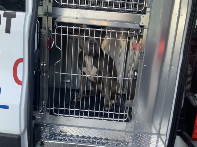 American Pit Bull Terrier at Chicago Animal Care and Control