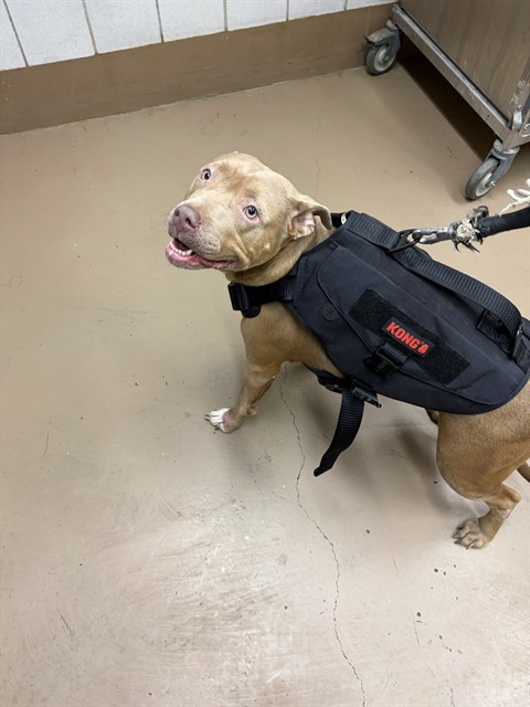 American Pit Bull Terrier at Chicago Animal Care and Control