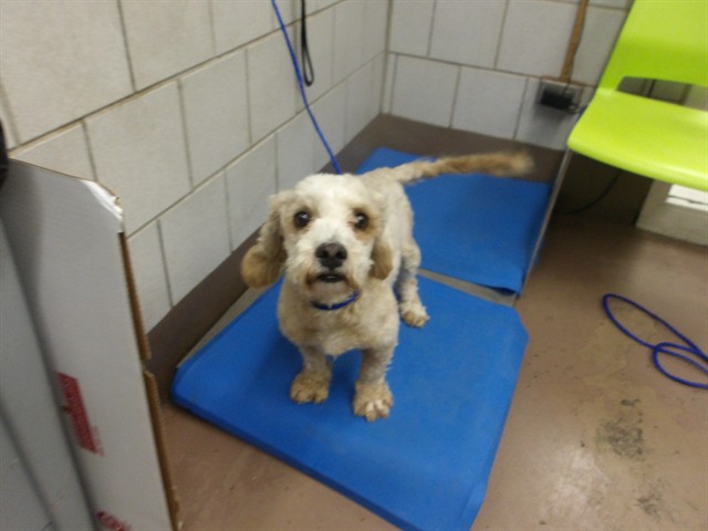 Dog A323820 at Chicago Animal Care and Control