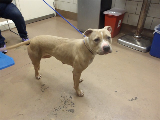American Pit Bull Terrier at Chicago Animal Care and Control