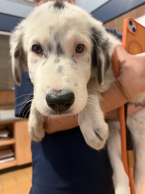 Dalmatian at Chicago Animal Care and Control