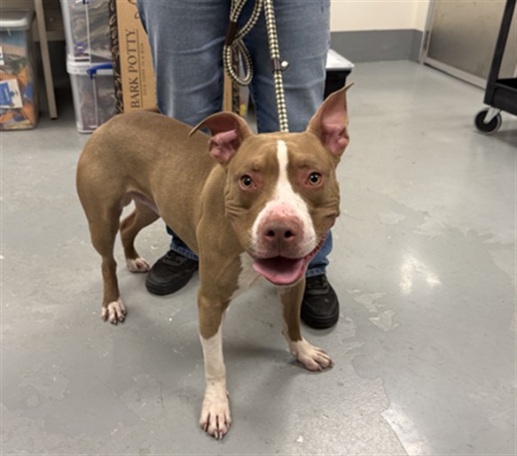 American Pit Bull Terrier at Chicago Animal Care and Control