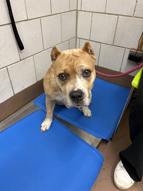 American Bulldog / Bulldog at Chicago Animal Care and Control