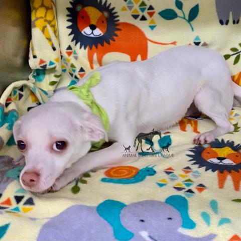 Bubbles at Animal Welfare League