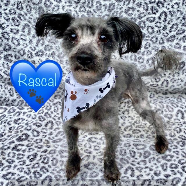 Rascal at Animal Welfare League