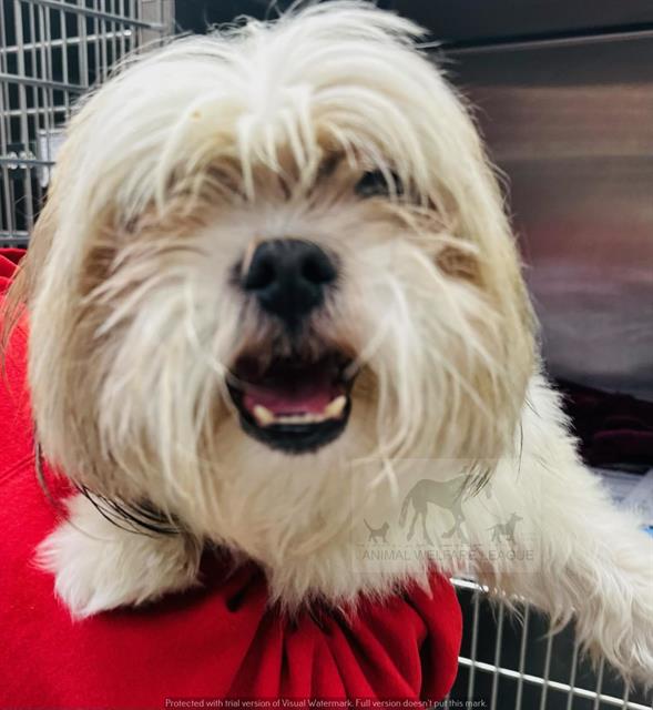Taz at Animal Welfare League