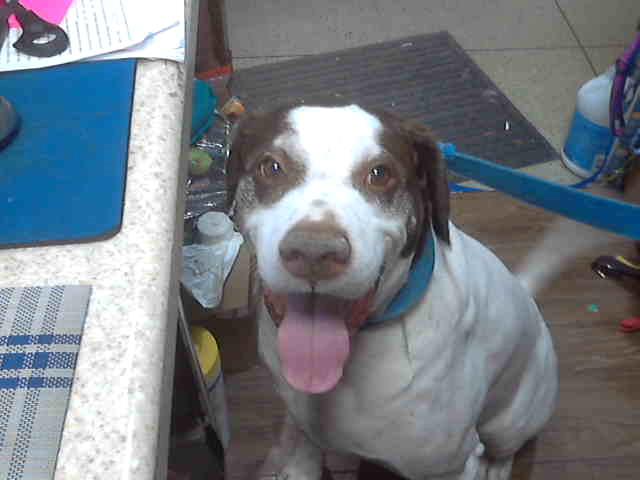 Maury at Animal Welfare League