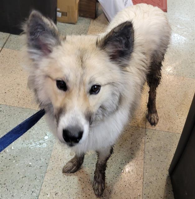 Wolfie at Animal Welfare League