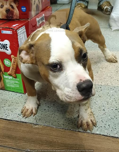 Greta at Animal Welfare League