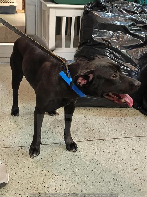Black Beauty at Animal Welfare League