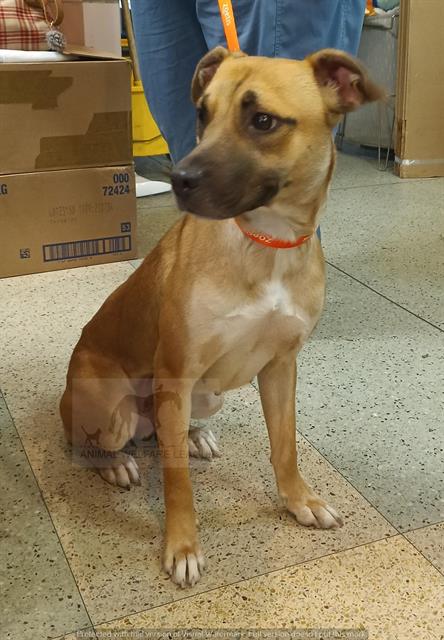 Tiara at Animal Welfare League