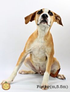 Fowler at Wright-Way Rescue
