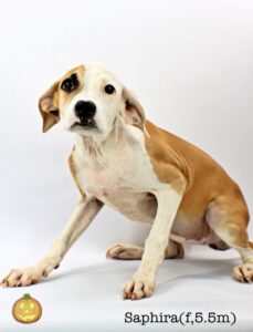 Saphira at Wright-Way Rescue