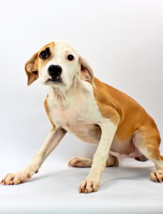 Saphira at Wright-Way Rescue