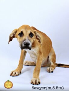 Sawyer at Wright-Way Rescue