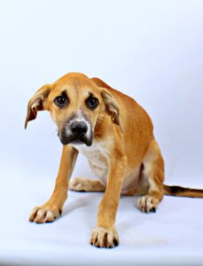 Sawyer at Wright-Way Rescue