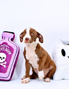 Shera at Wright-Way Rescue