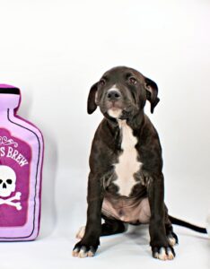 Waggles at Wright-Way Rescue
