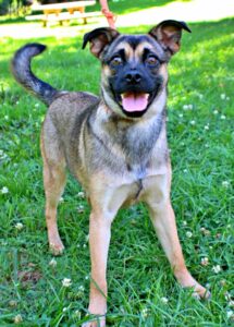 Hera at Wright-Way Rescue