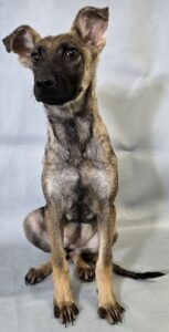 Gardenia at Wright-Way Rescue