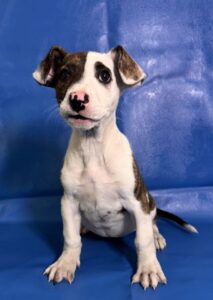 Porkchop at Wright-Way Rescue