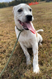 Daisy at Wright-Way Rescue