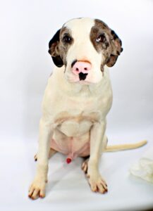 Petey at Wright-Way Rescue