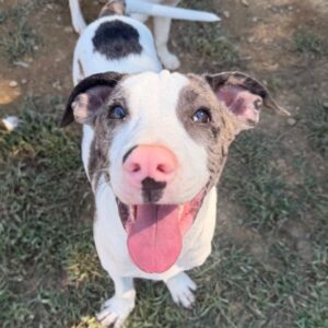 Petey at Wright-Way Rescue