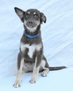 Reece at Wright-Way Rescue