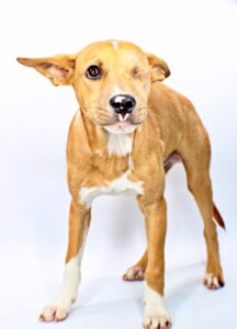 Alfalfa at Wright-Way Rescue