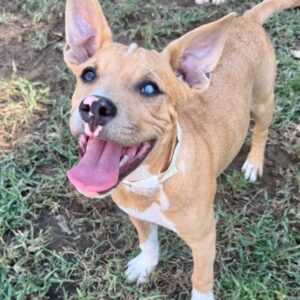Alfalfa at Wright-Way Rescue