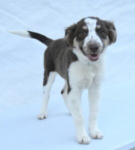 Baby Ruth at Wright-Way Rescue