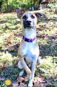 Brody at Wright-Way Rescue