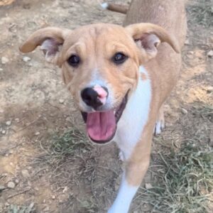 Spanky at Wright-Way Rescue