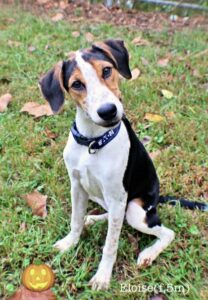 Eloise at Wright-Way Rescue