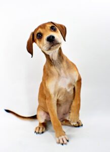 Rover at Wright-Way Rescue