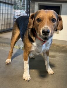 Sam at Wright-Way Rescue