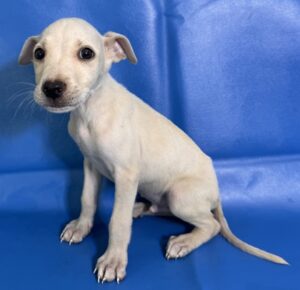 Bagel at Wright-Way Rescue