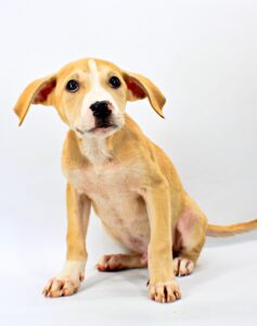 Matt at Wright-Way Rescue