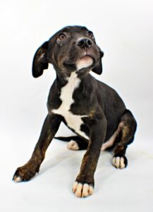 Beau at Wright-Way Rescue