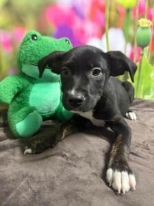Beau at Wright-Way Rescue