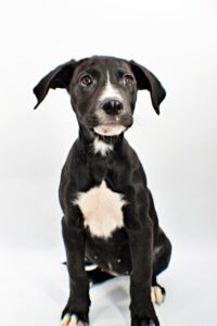 Belle at Wright-Way Rescue