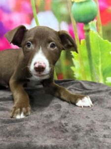Cash at Wright-Way Rescue