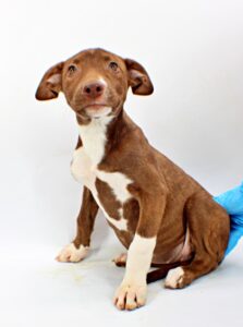 Dixie at Wright-Way Rescue