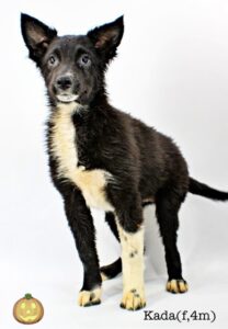 Kada at Wright-Way Rescue